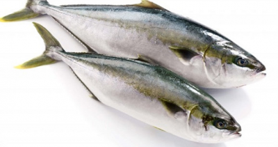 Cá cam