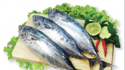 Auxis Thazard
