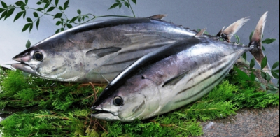 Cá ngừ hoa