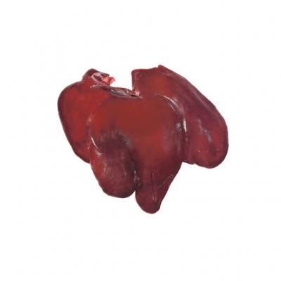 Liver